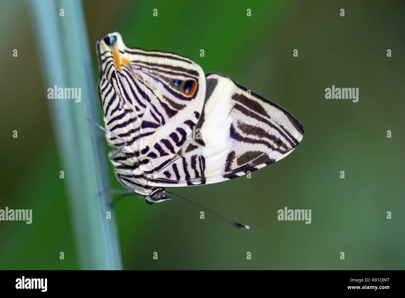 Zebra mosaic butterfly (Colobura dirce); University of Copenhagen Botanical Garden, Denmark Stock Photo