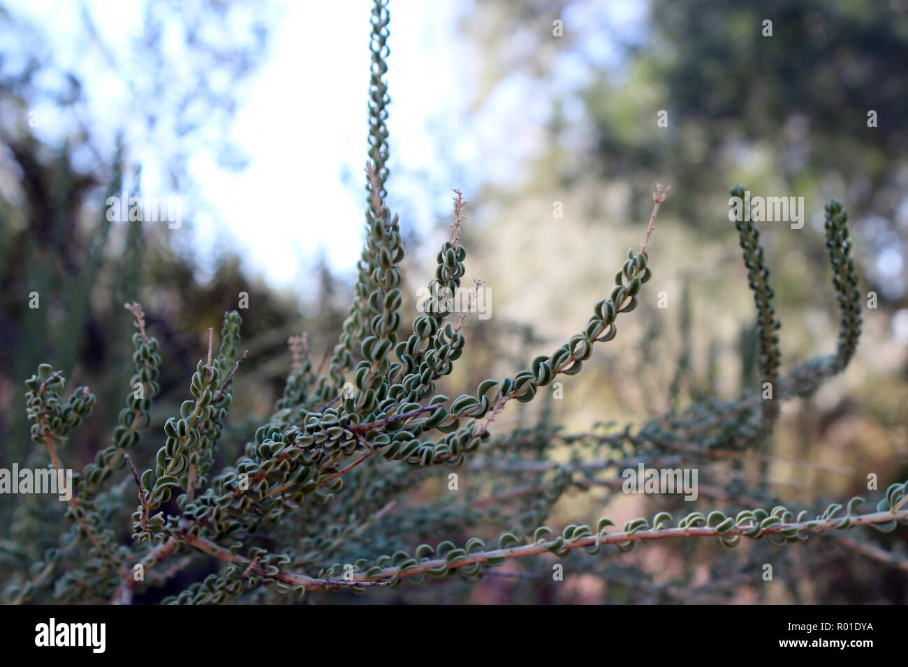 Close up of a branch of a Sandpaper Bush, Mortonia scabrella, in the desert of Arizona, USA Stock Photo