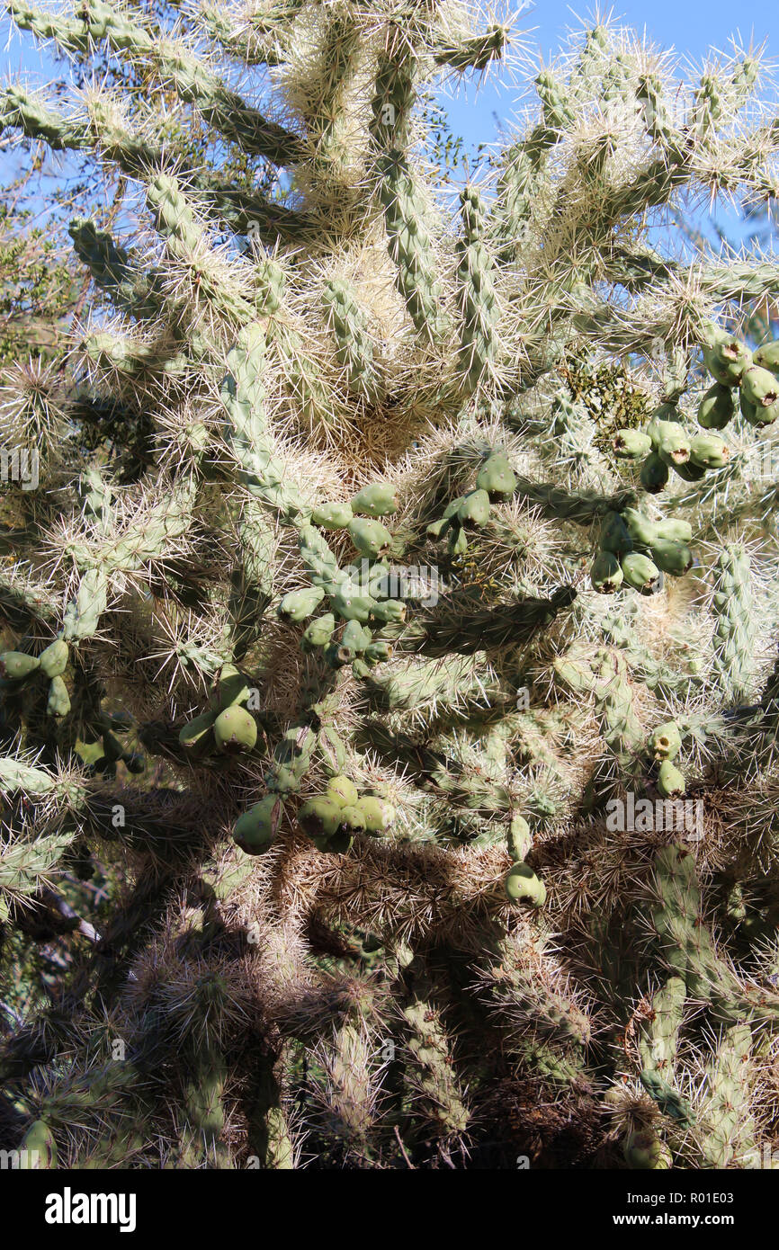 Close up of a cholla cactus, Cylindropuntia fulgida, in the desert of ...