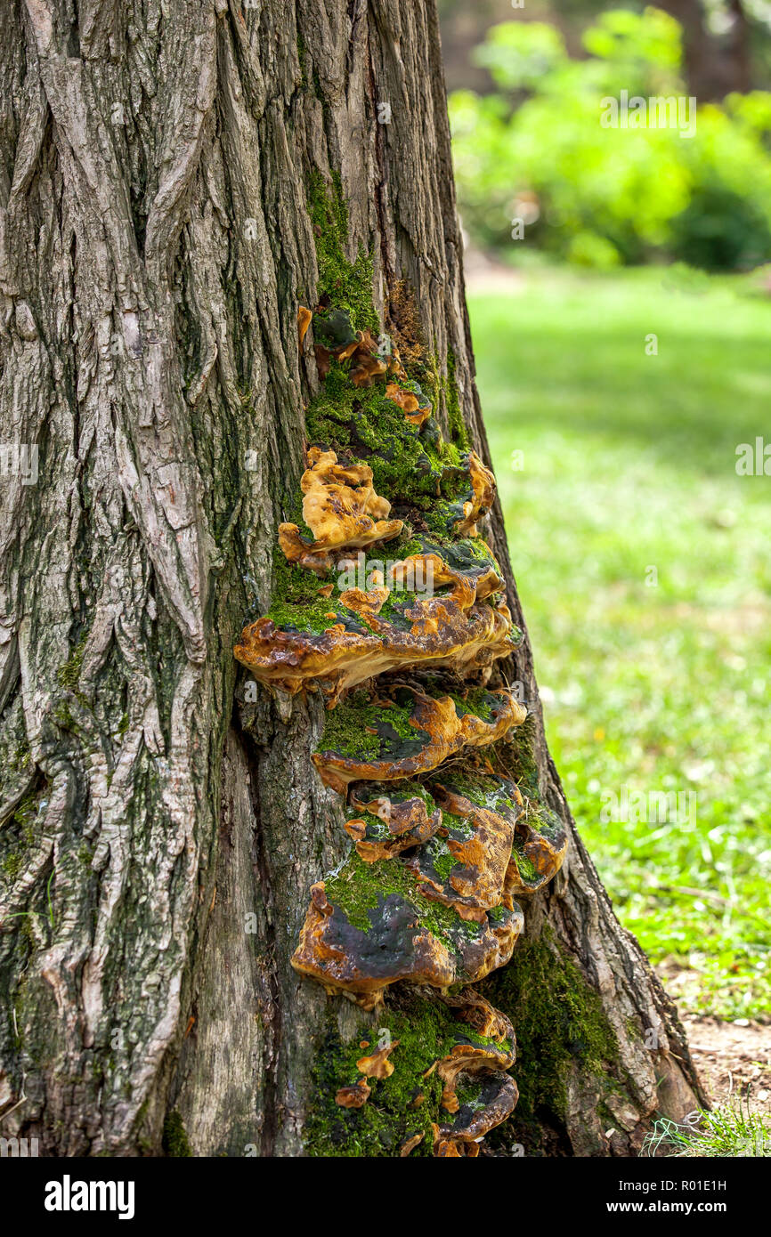 Fungus grow around a old tree Stock Photo