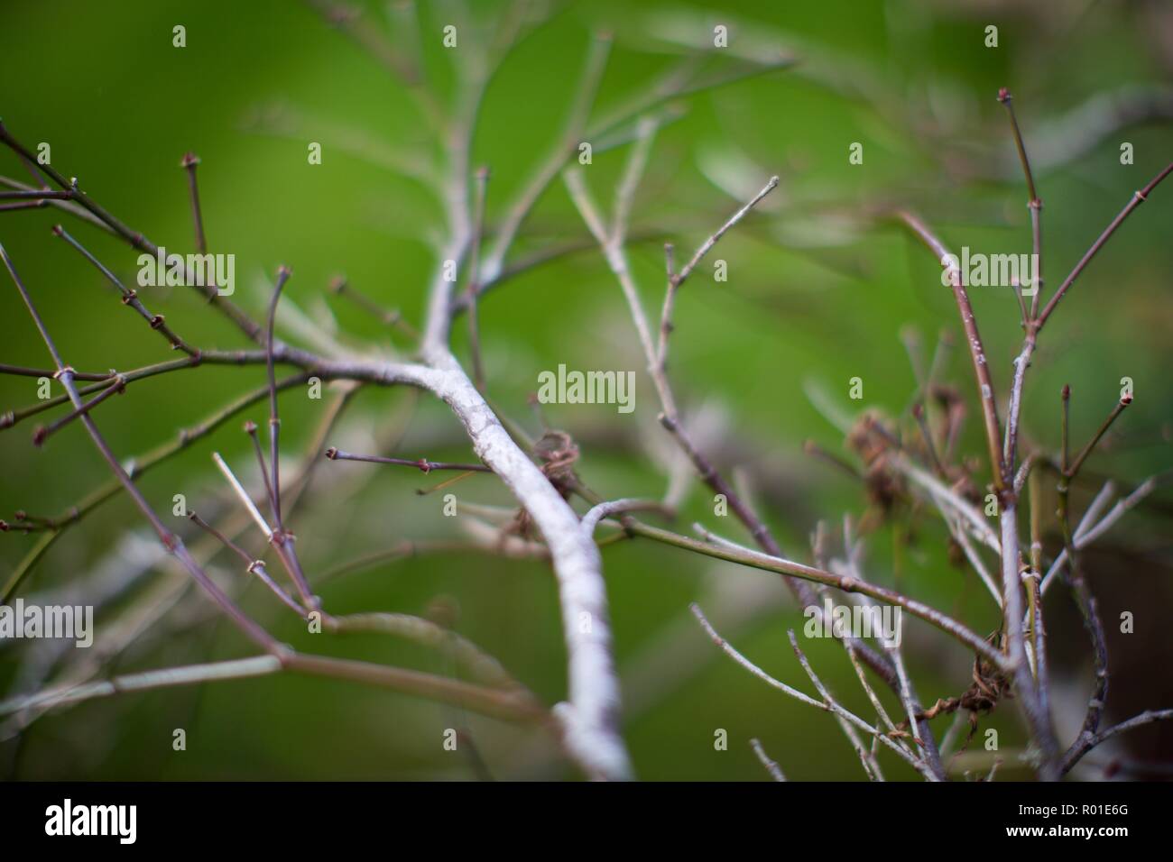 Tree branches and twigs against a green background Stock Photo