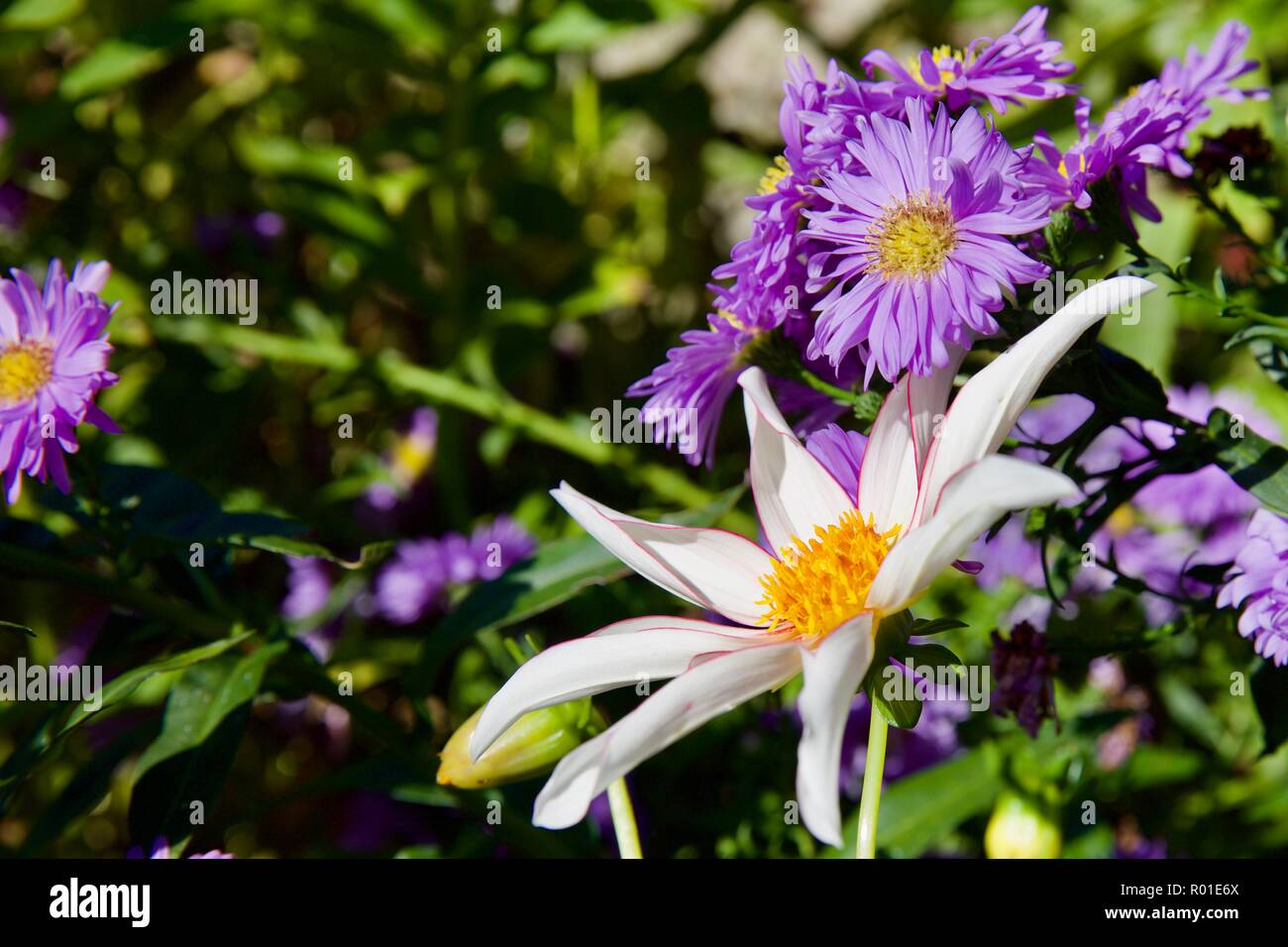 Aster amellus and a star shaped Dahlia Stock Photo Alamy
