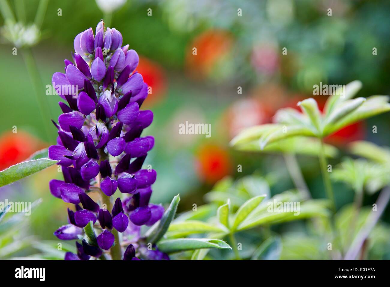 Purple lupine Lupin derives from the Latin ‘lupines’ meaning wolf