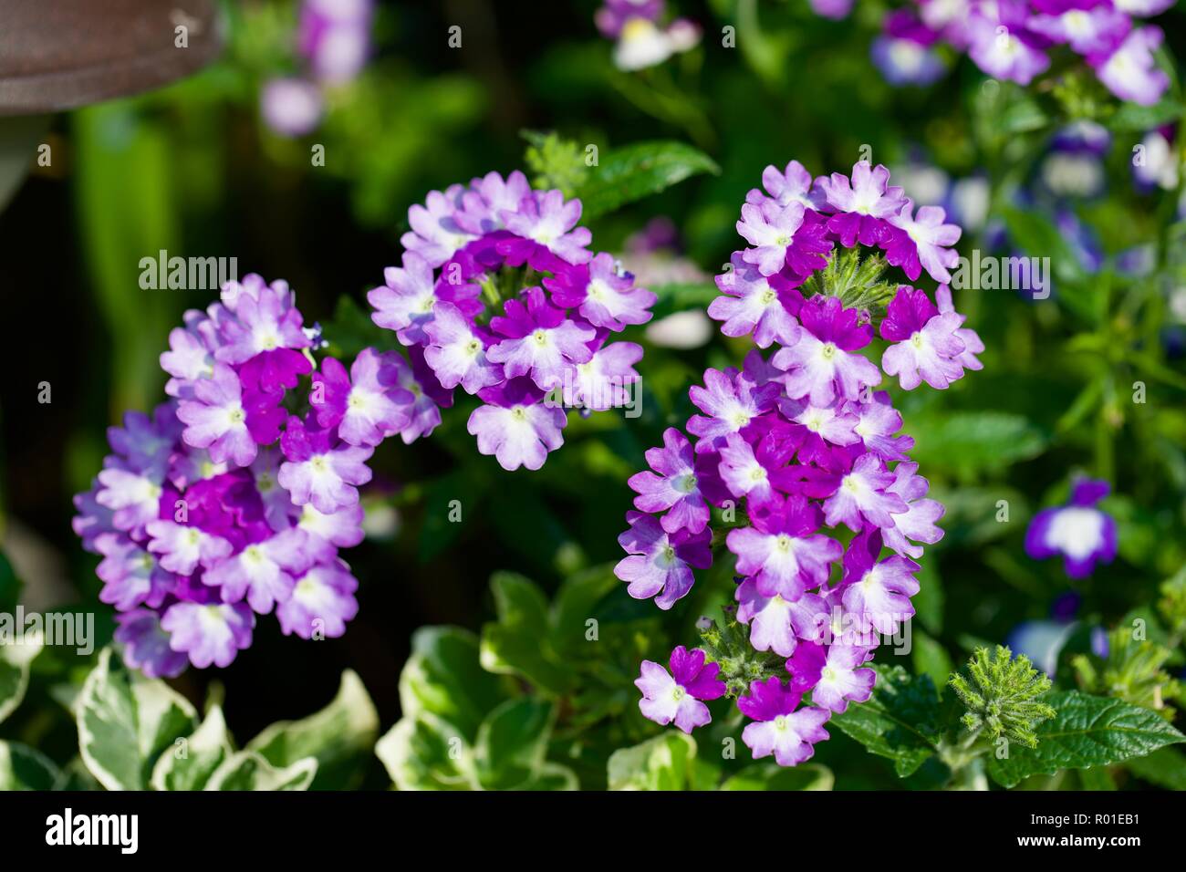 Verbena Lanai 'Blue Twister' ideal in hanging baskets and patio containers Stock Photo