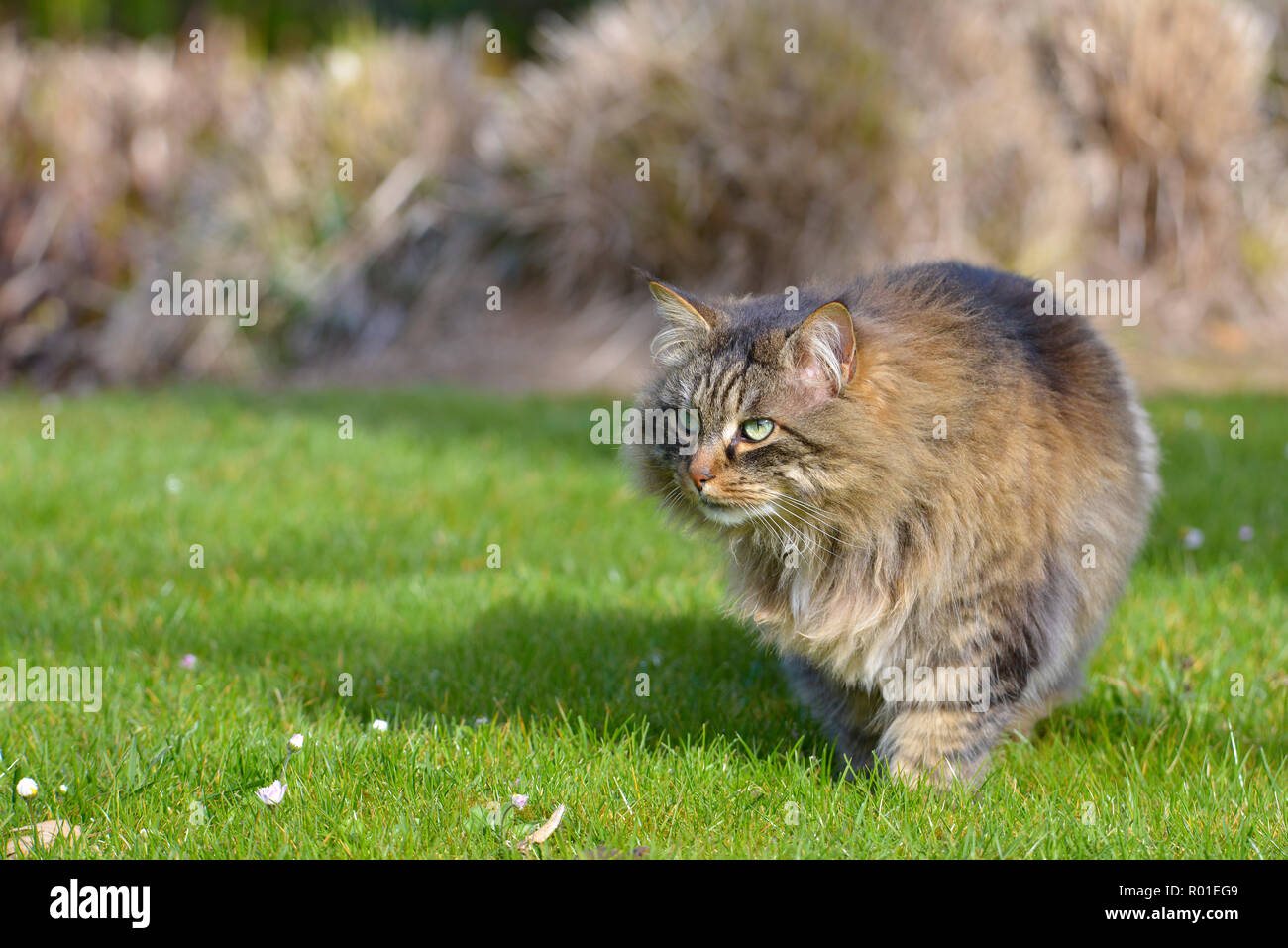 Angora cat (Felis catus) walking on grass Stock Photo