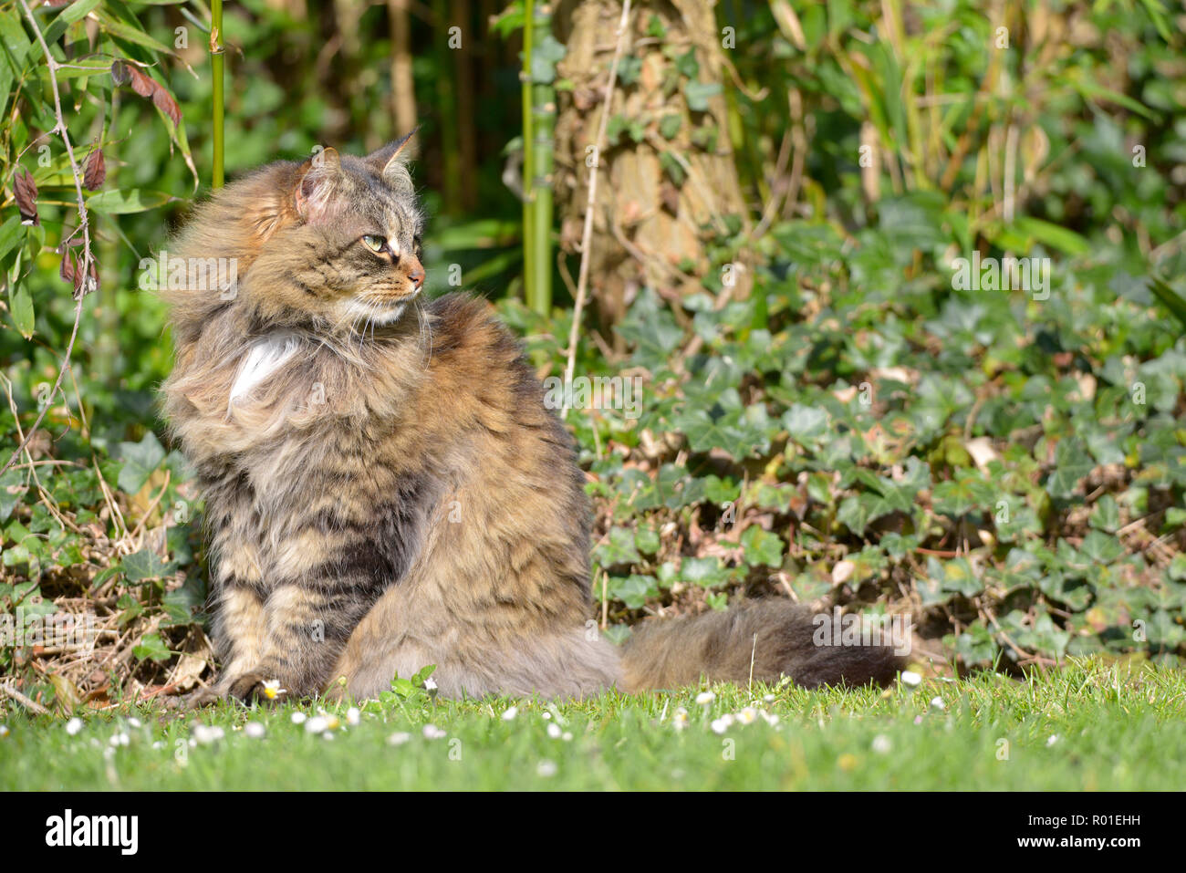 Angora cat (Felis catus) sitting on grass among ivy Stock Photo