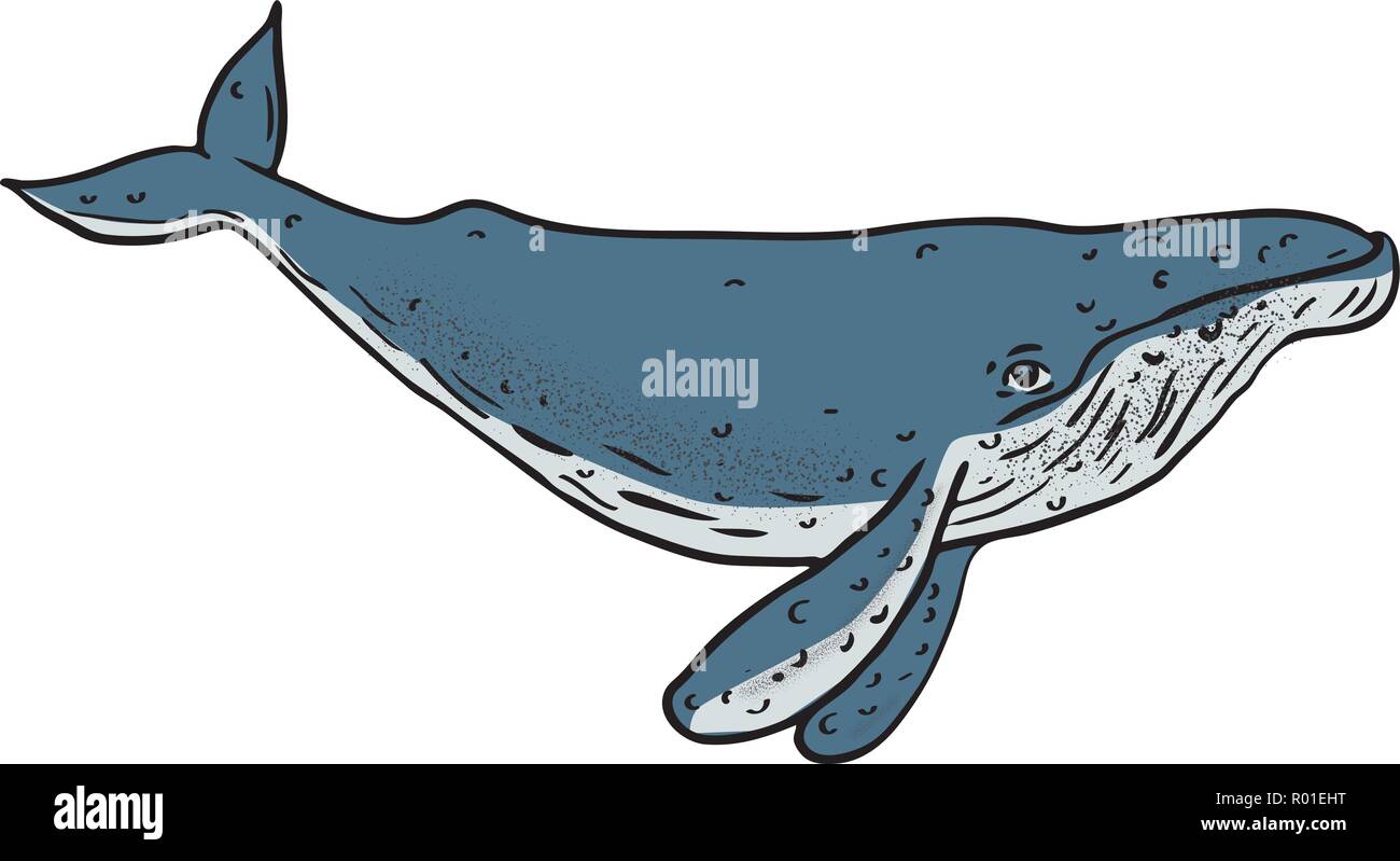 Drawing sketch style illustration of a humpback whale, a species of baleen whale, with distinctive body shape, long pectoral fins and knobbly head in  Stock Vector