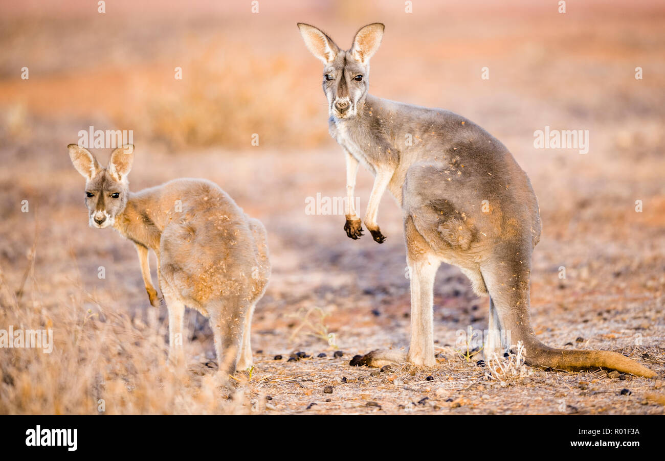 Red kangaroos (Macropus rufus), in habitat, young animal with dam, South Australia, Australia Stock Photo
