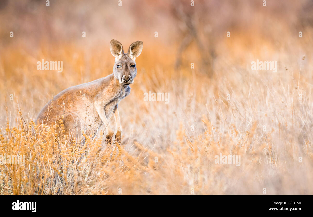 Red kangaroo (Macropus rufus), in habitat, South Australia, Australia