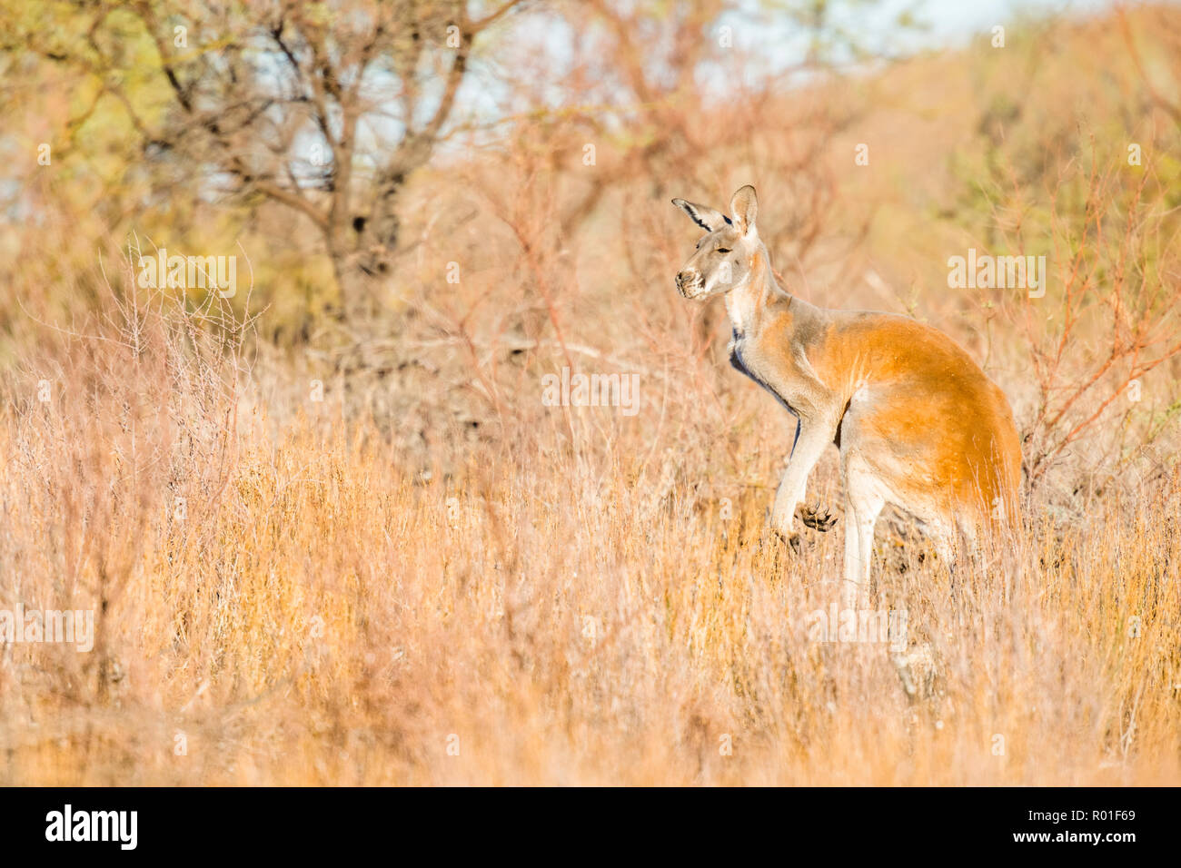 Red kangaroo (Macropus rufus), in habitat, South Australia, Australia