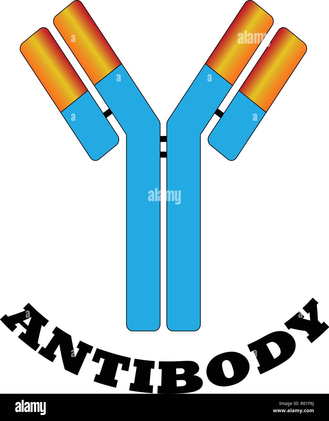 Antibody Molecule High Resolution Stock Photography and Images Alamy
