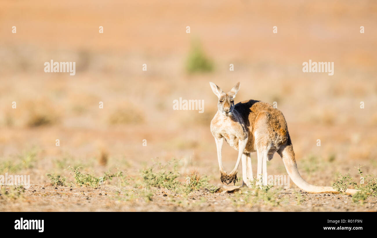 Red kangaroo (Macropus rufus), in habitat, South Australia, Australia