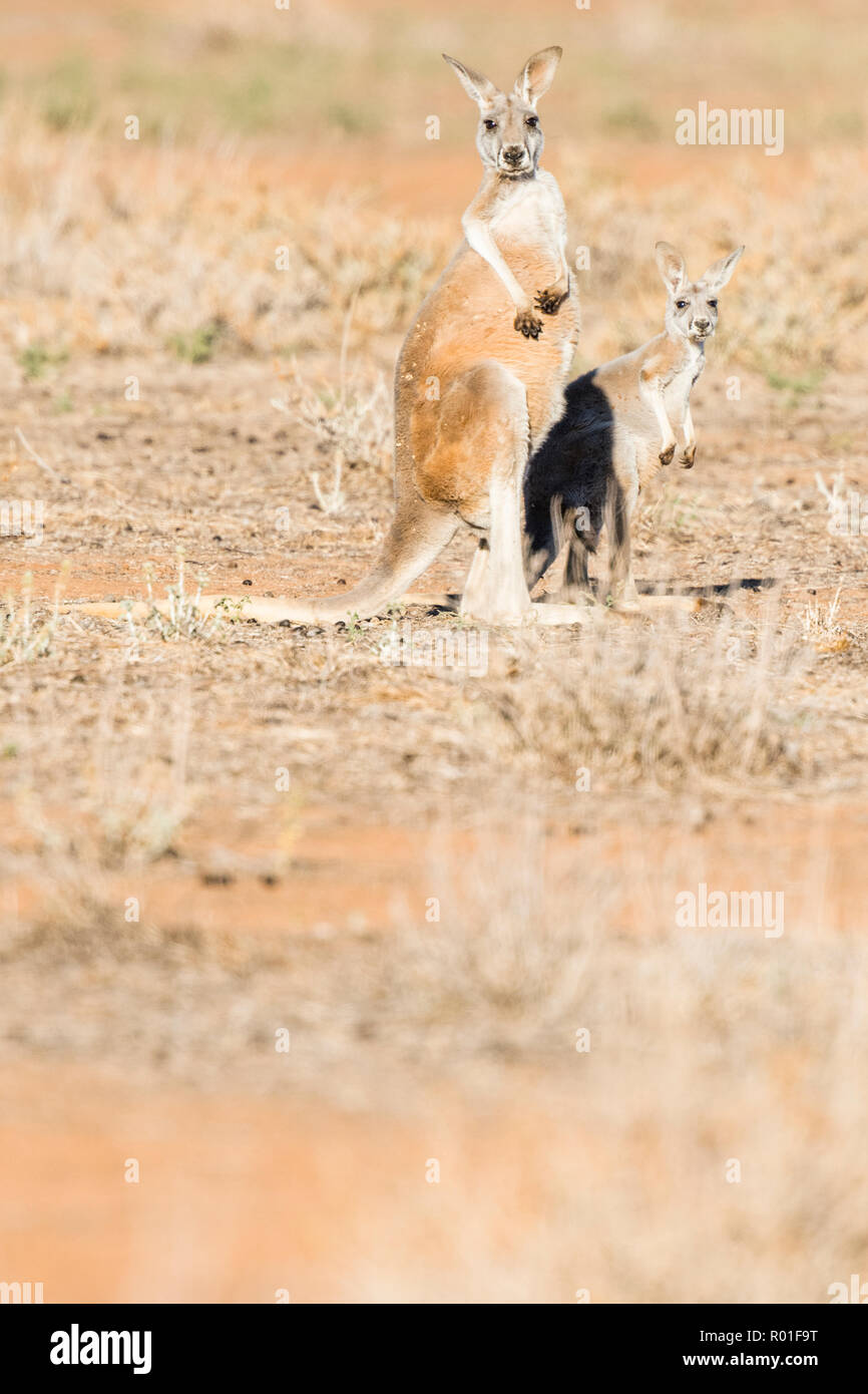 Red kangaroos (Macropus rufus), in habitat, young animal with dam, South Australia, Australia Stock Photo