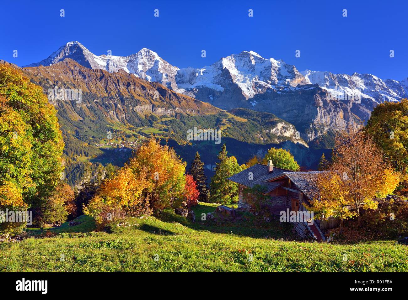Alpine hut with autumn-coloured deciduous trees, behind them mountains Eiger, Mönch, Jungfrau, Sulwald, Bernese Oberland Stock Photo