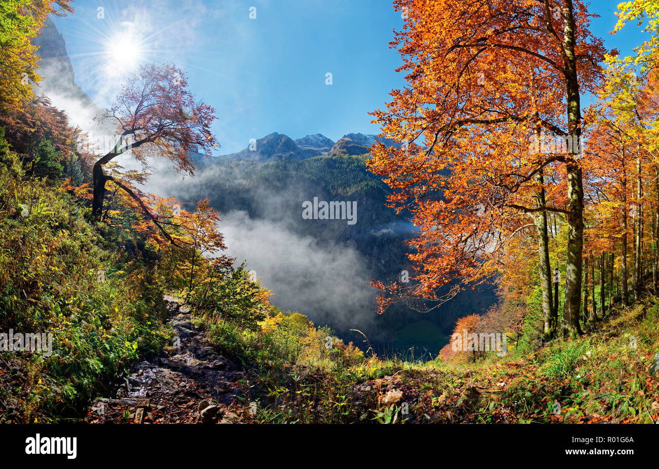 Bright mountain forest in autumn, Landtalgraben, Berchtesgarden National Park, Schönau am Königssee, Berchtesgaden, Bavaria Stock Photo