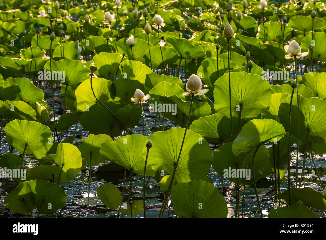 American Lotus (Nelumbo lutea), Michigan, USA, by Bruce Montagne/Dembinsky Photo Assoc Stock Photo