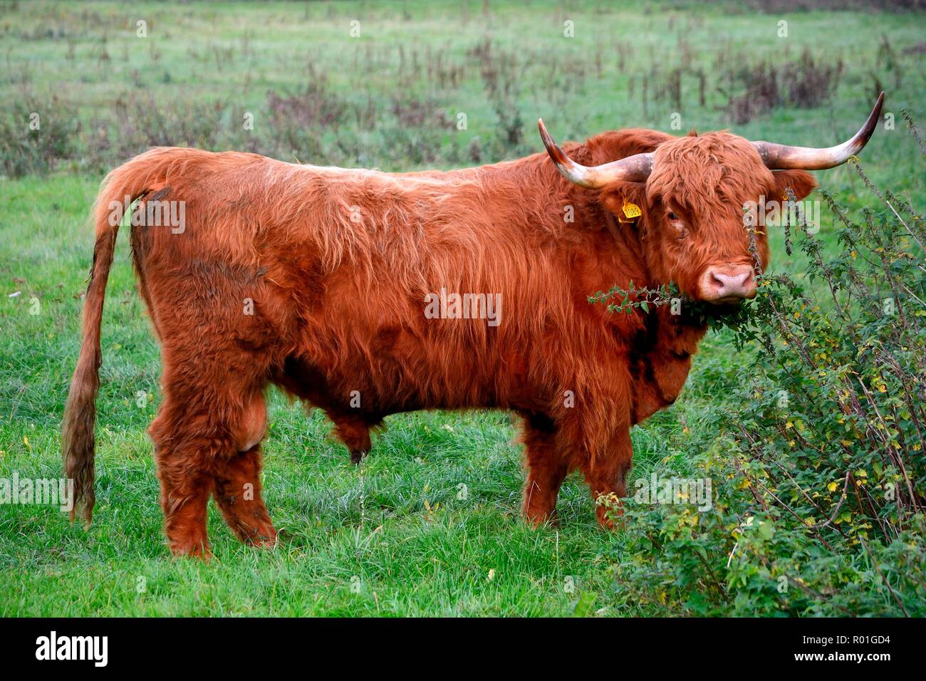 Highland Cattle (Bos taurus), bull in the pasture, Scania, Sweden Stock Photo