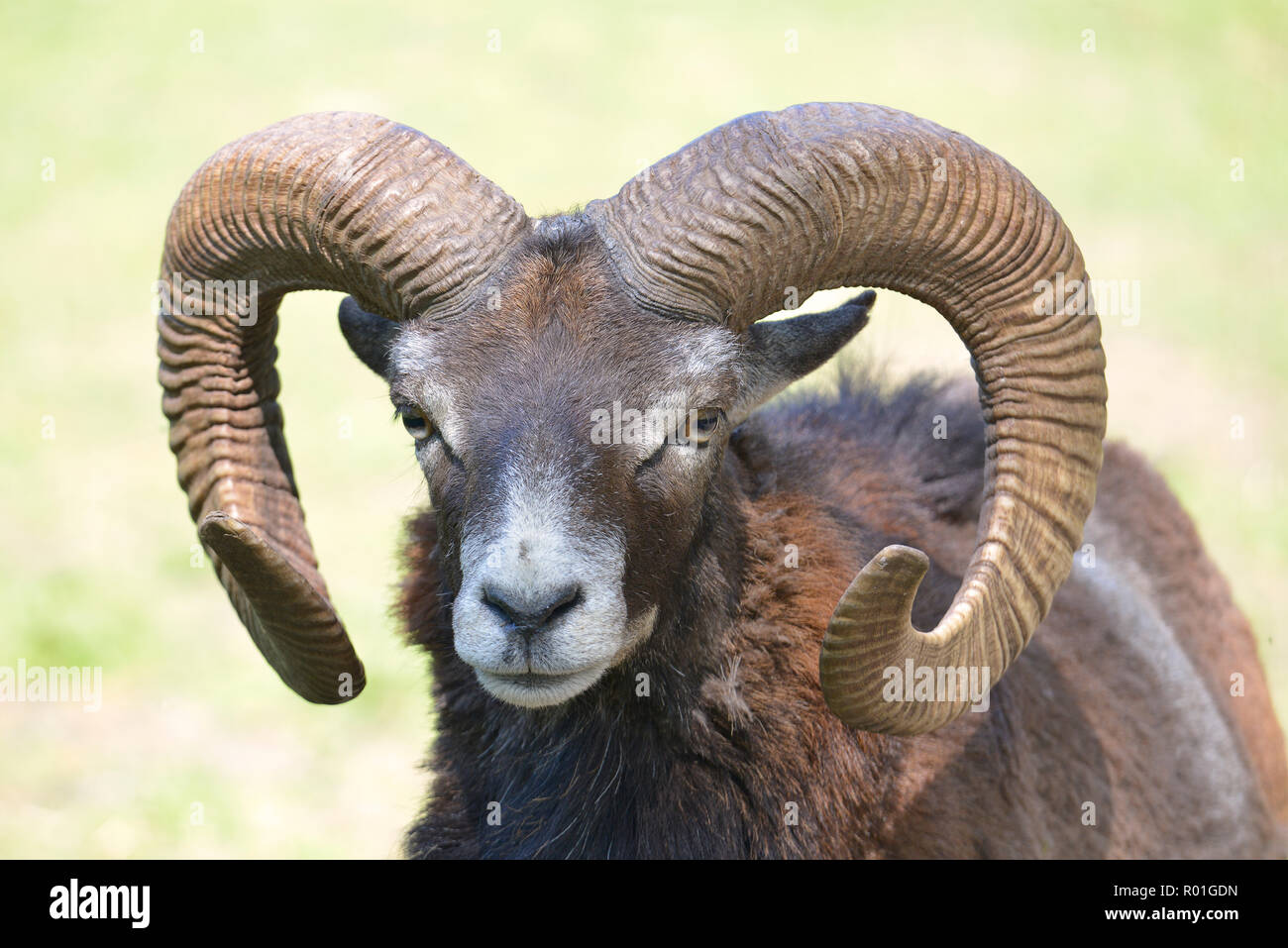 Portrait male mouflon of Corsican (Ovis aries orientalis) Stock Photo