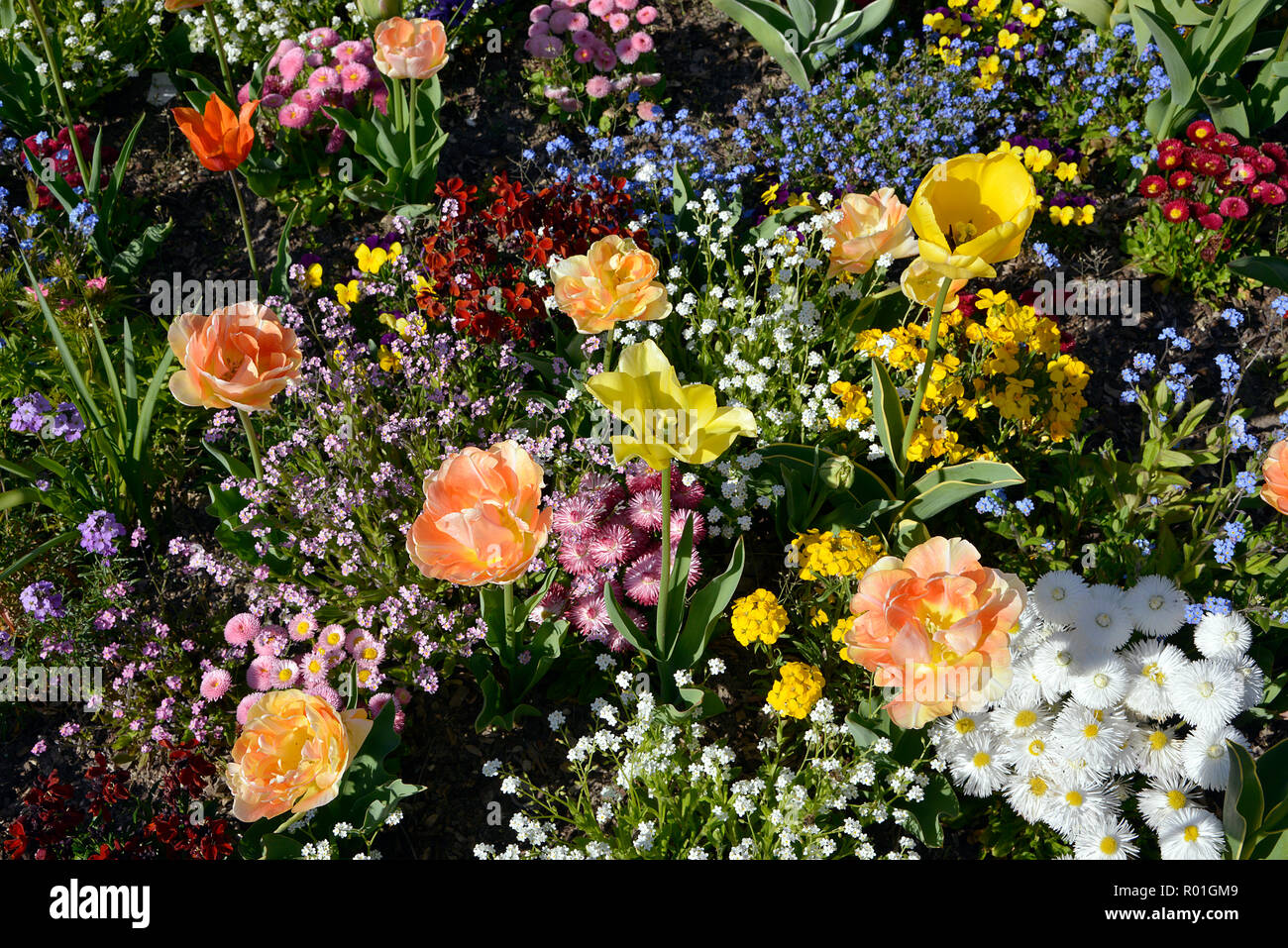 Flower bed with tulips, myosotis and daisy Stock Photo