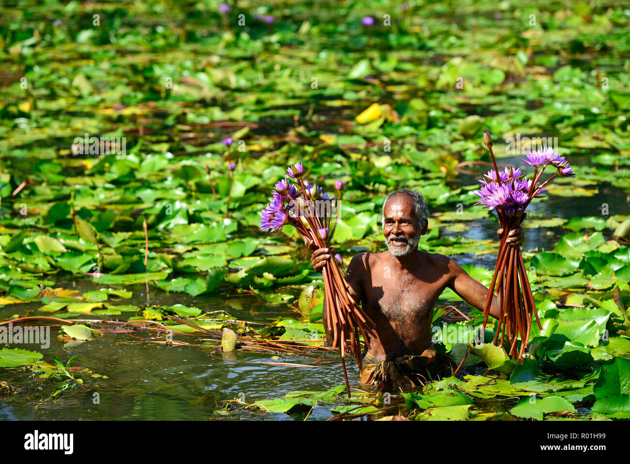 Old man collects flowers of Blue Lotus (Nymphaea caerulea) in a lake near Habarana, Sri Lanka Stock Photo