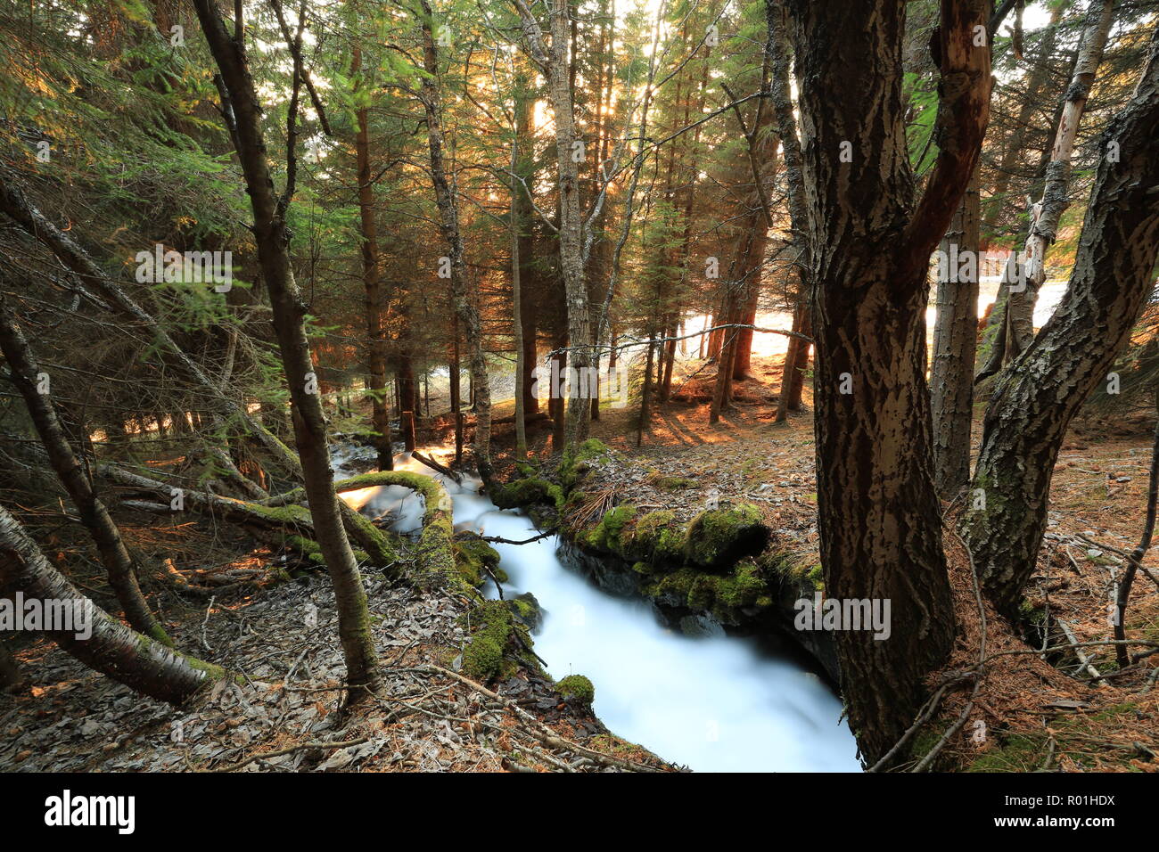 Small Spring river In The Forest Stock Photo - Alamy