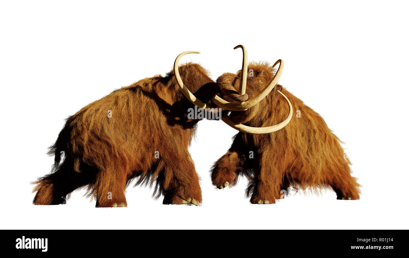 woolly mammoth bulls fighting, prehistoric ice age mammals isolated on white background Stock Photo