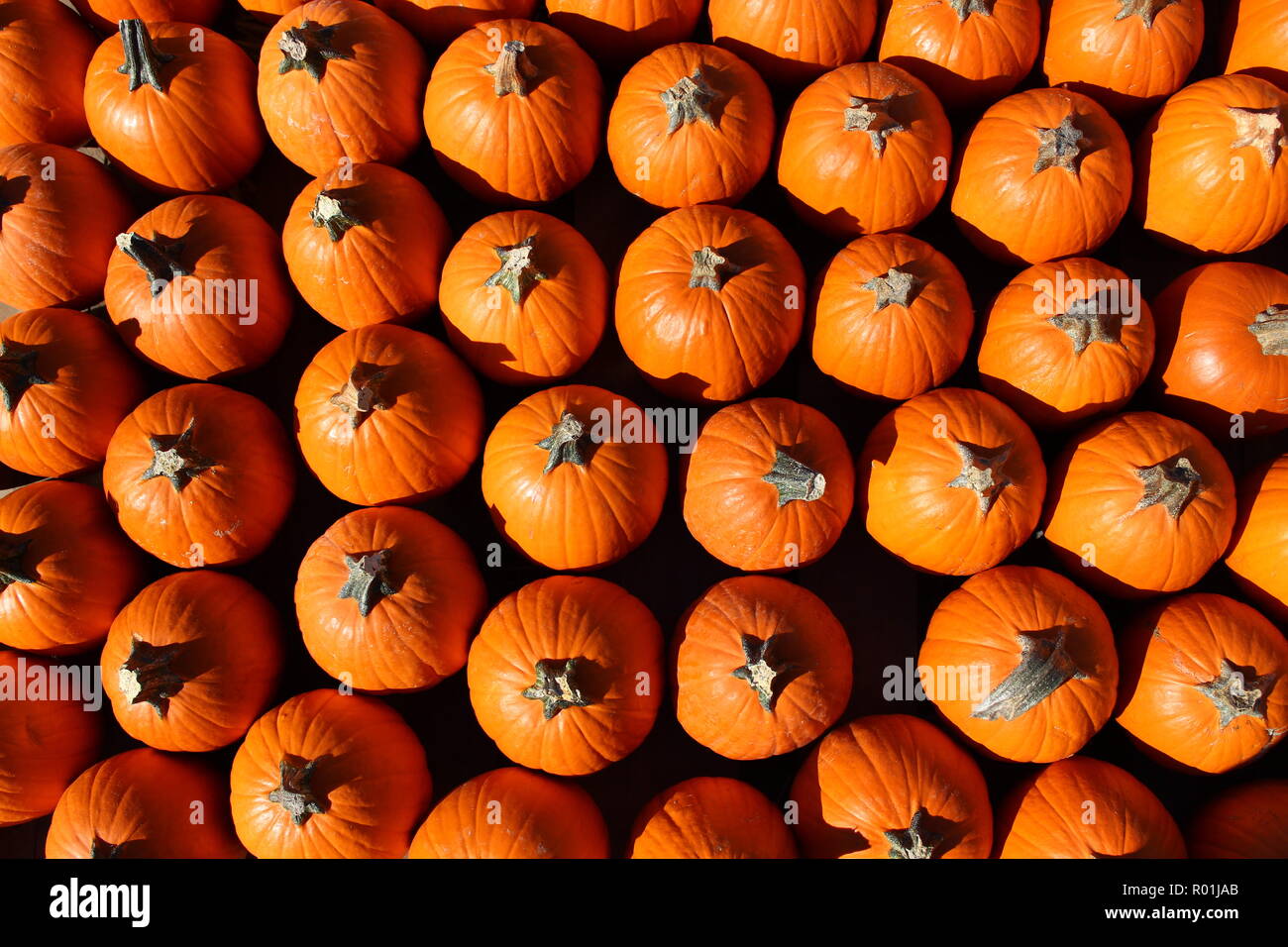 Rows up many bright orange pumpkins create an interesting texture Stock Photo