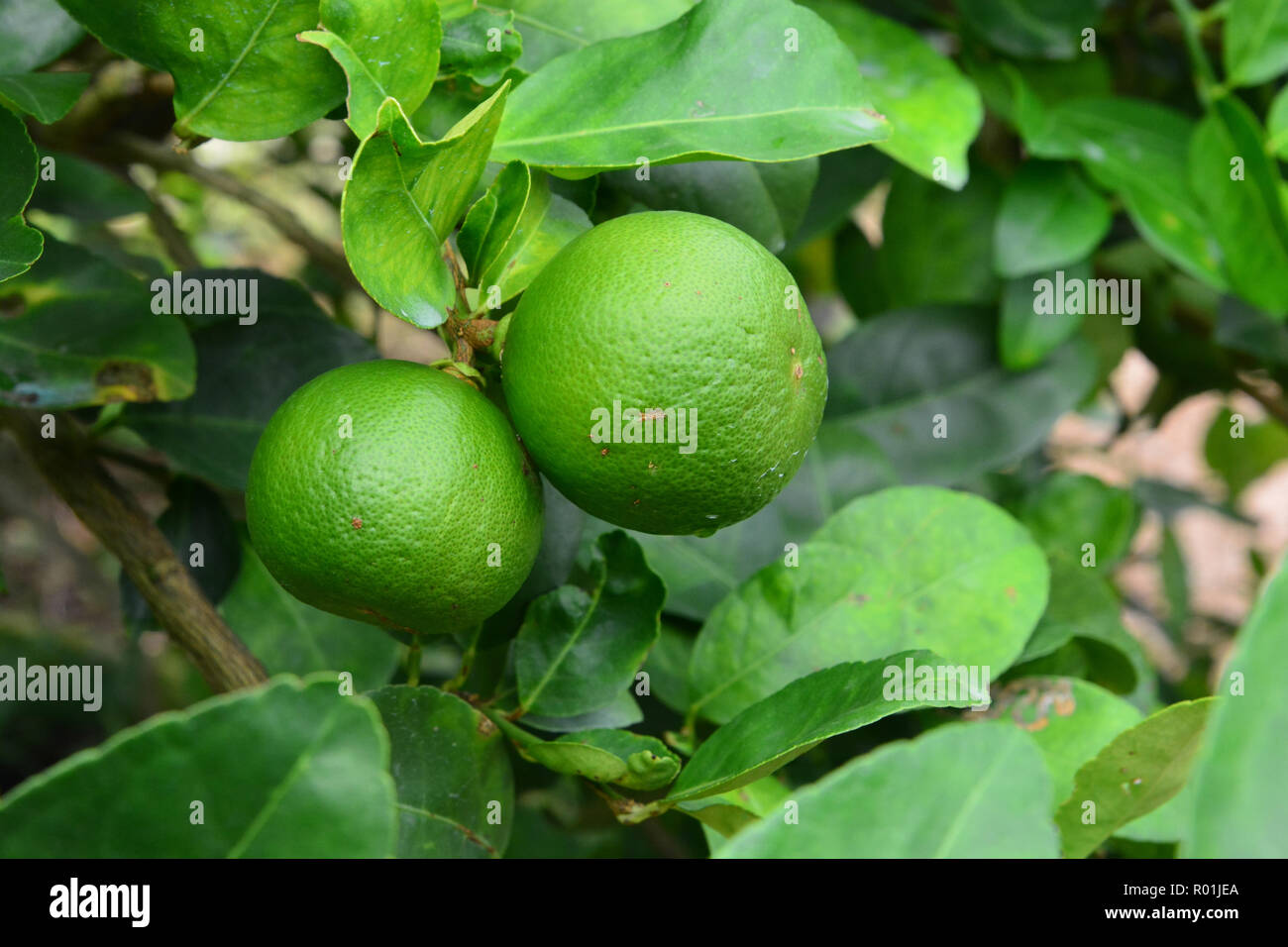 Lime tree fruits Stock Photo - Alamy