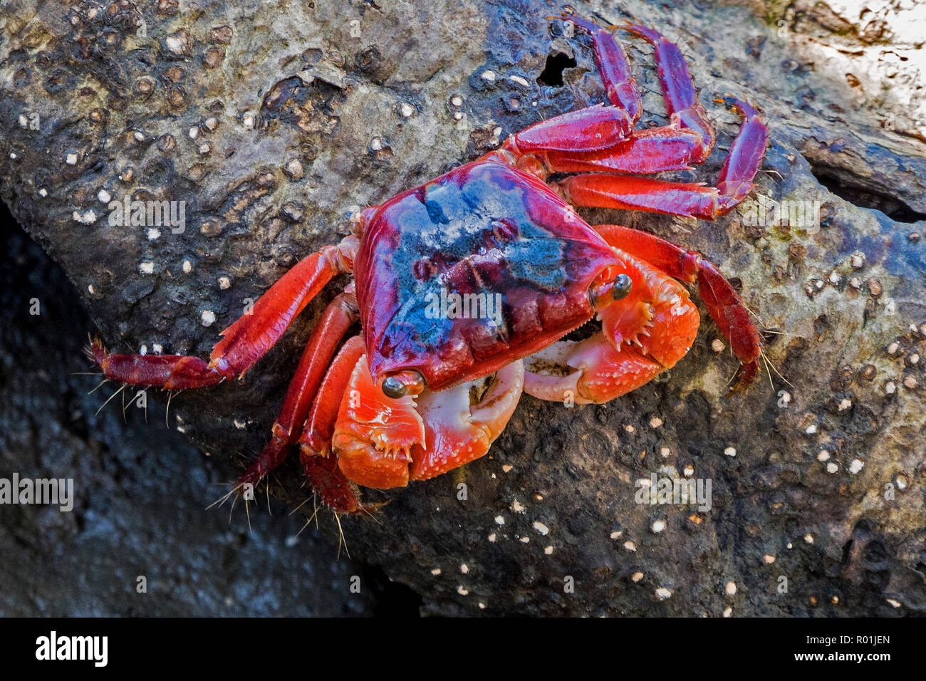 Mangrove crab found at Wynnum, brisbane Australia Stock Photo