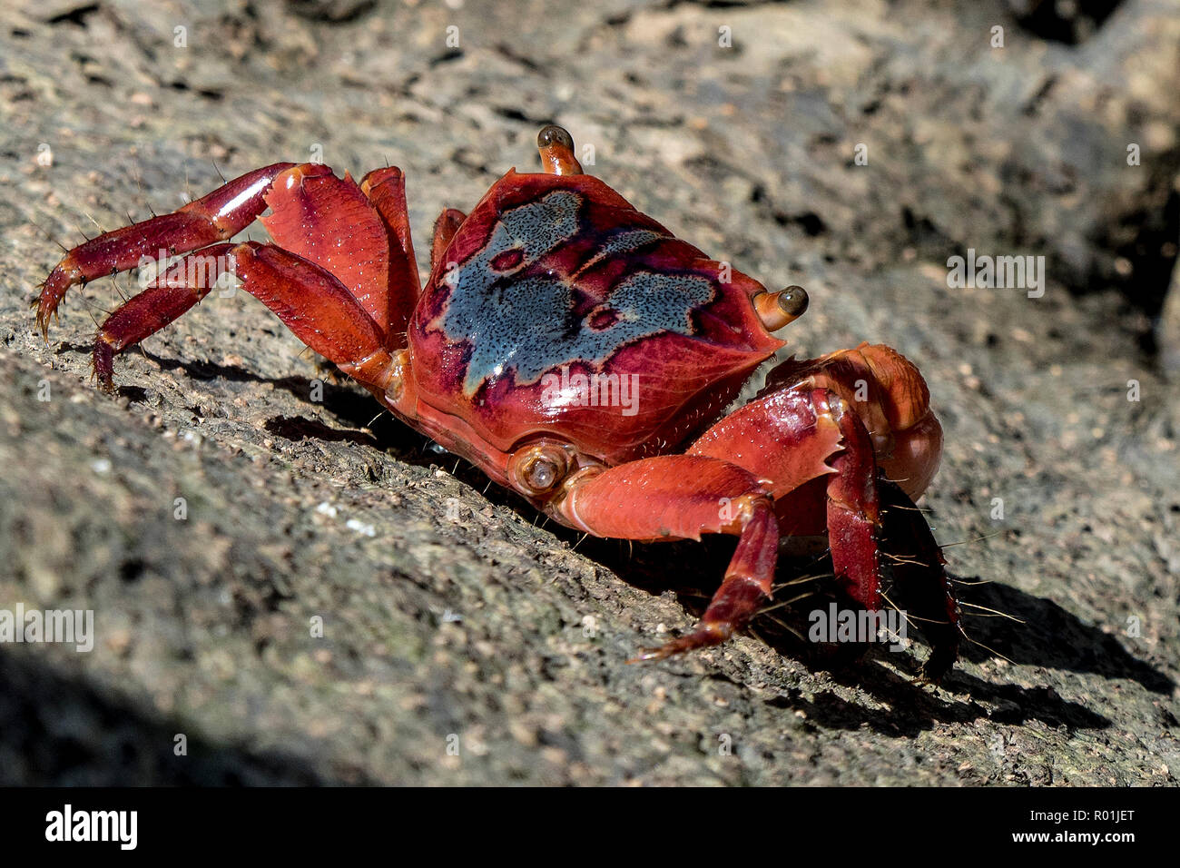 Mangrove crab found at Wynnum, brisbane Stock Photo