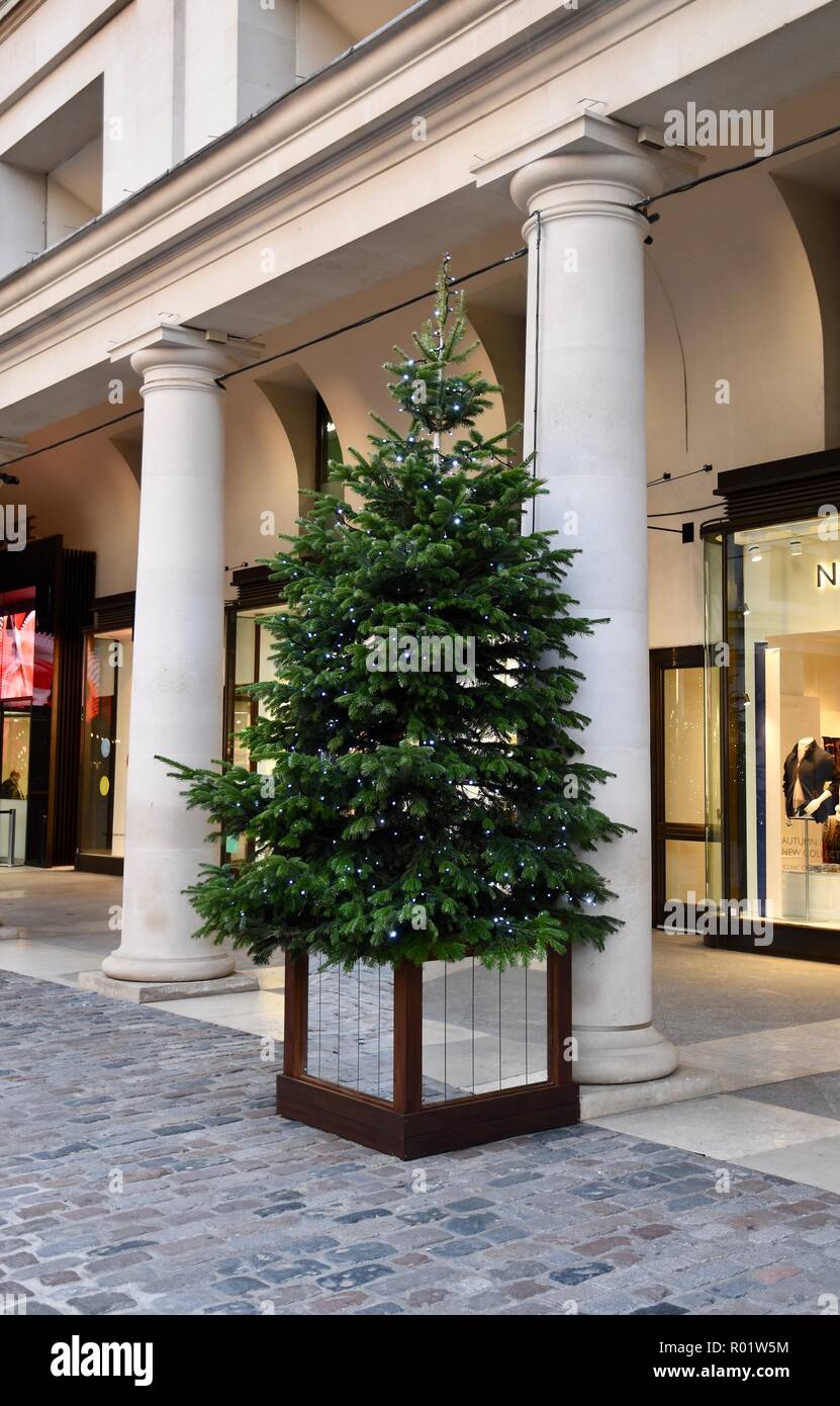 London, UK. 31st October, 2018. Christmas Trees placed in the East Piazza.Christmas Preparations,Covent Garden Piazza,London.UK Credit: michael melia/Alamy Live News Stock Photo