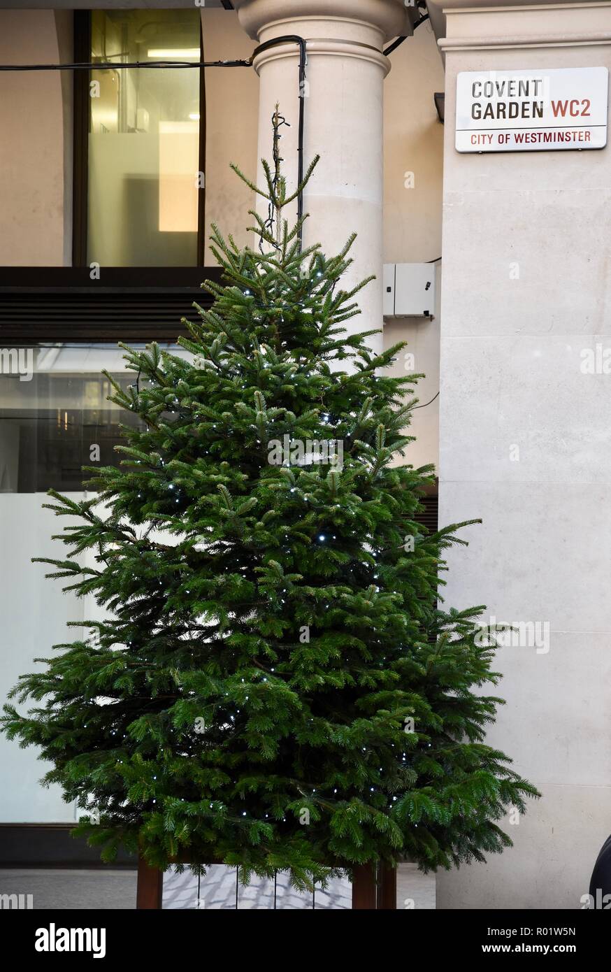London, UK. 31st October, 2018. Christmas Trees placed in the East Piazza.Christmas Preparations,Covent Garden Piazza,London.UK Credit: michael melia/Alamy Live News Stock Photo