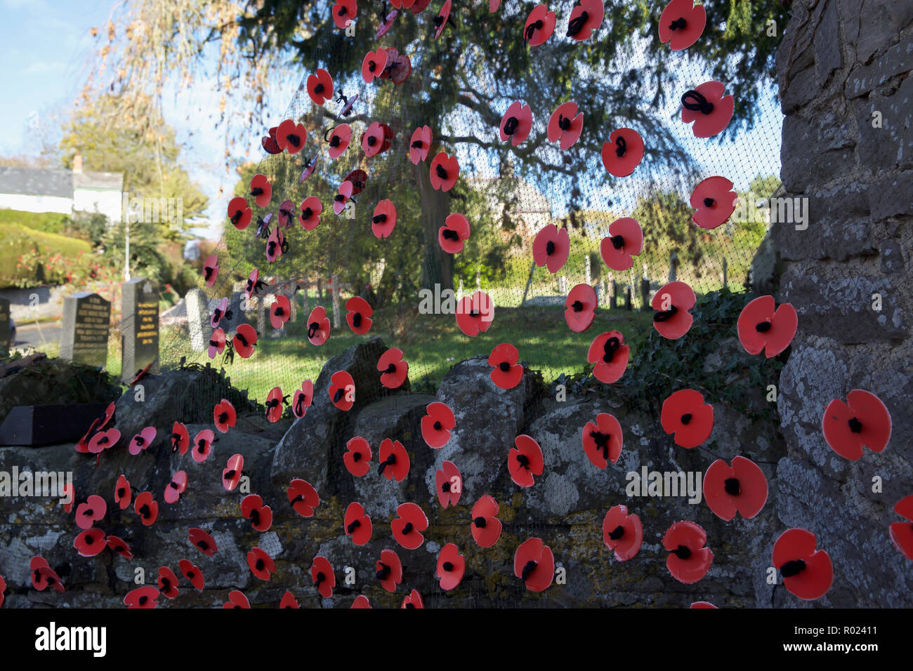 Norton,Powys,Wales,UK,1ST November 2018, Preparations for Remembrance Sunday with a Poppy display in the Parish Church of St Andrew, Norton. This year celebrates 100 years since the First World War.Credit: Keith Larby/Alamy Live News Stock Photo