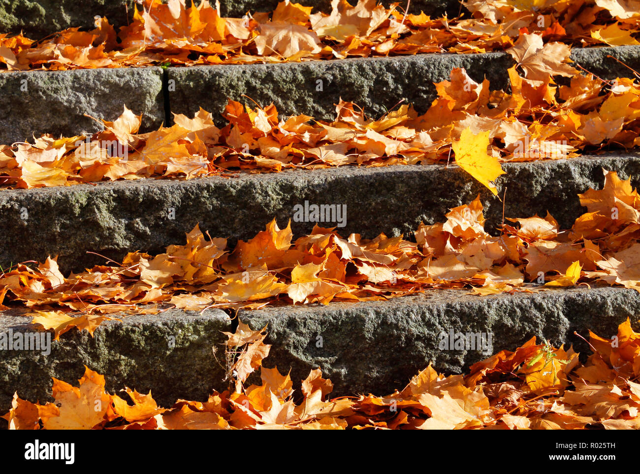 Full frame image with fallen autumn maple leaves outdoor in a staircase. Stock Photo