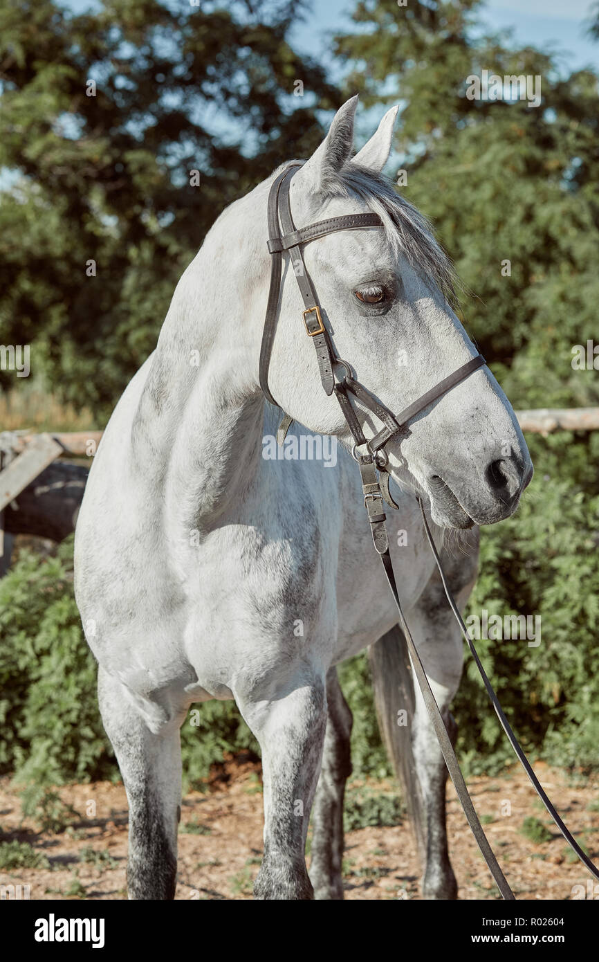 Beautiful, quiet, white horse waits in paddock Stock Photo Alamy