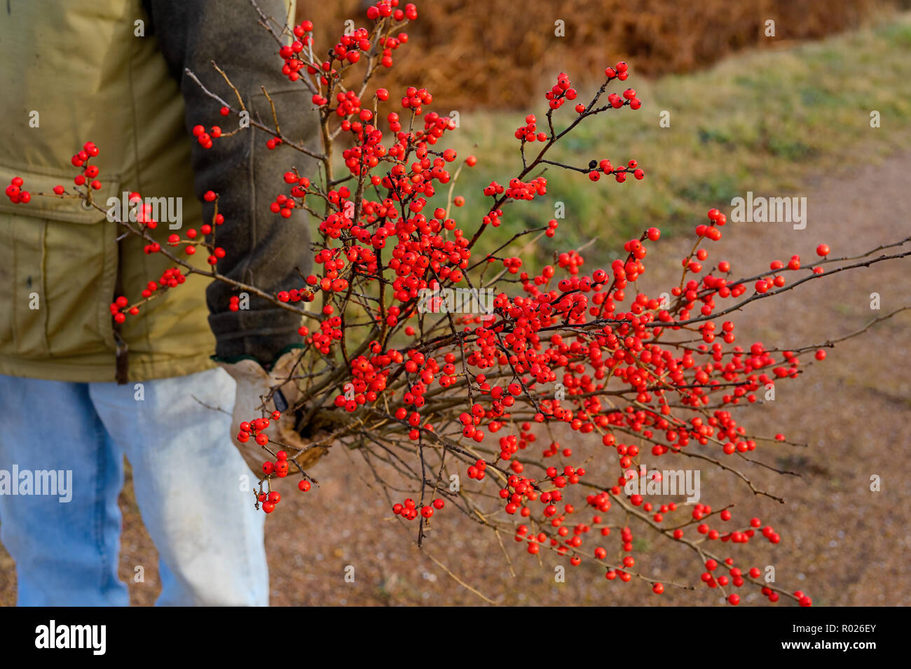 A man harvesting winterberries. Ilex verticillata is a deciduous shrub native to eastern North America. Stock Photo