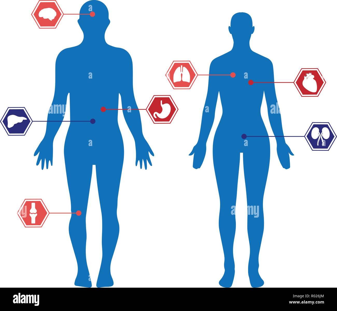 Human body silhouettes of a man and a woman and organs Stock Vector