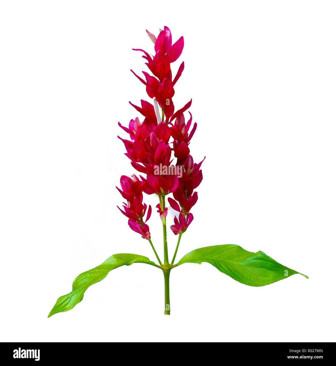 Exotic red bouquet of white background used to design the isolate. Stock Photo