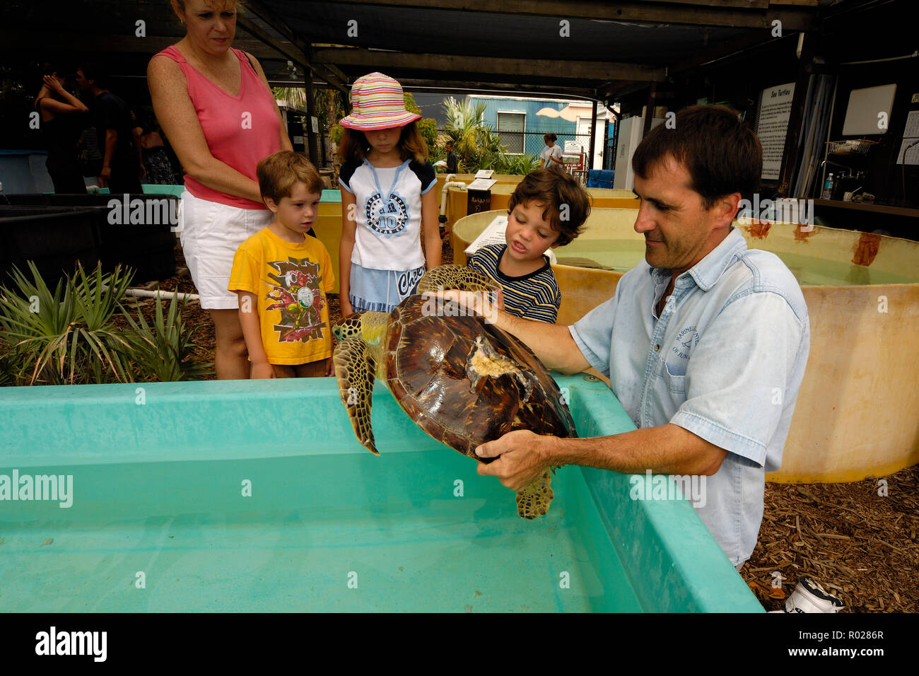 Green turtle, Chelonia mydas, damaged by boat propeller, Juno Beach Marine Life Center, Florida B1275 Stock Photo