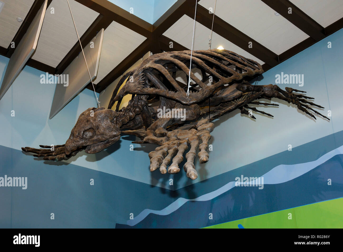 Ancient Archelon sea turtle skeleton from the Cretaceous period, Florida Stock Photo