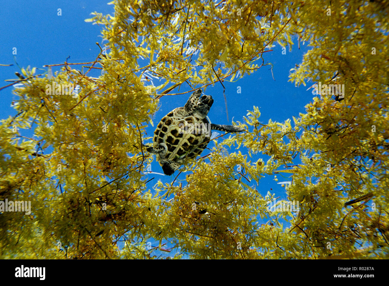 Hawksbill turtle in sargassum weed, Eretmochelys imbricata, Florida, Atlantic Ocean Stock Photo