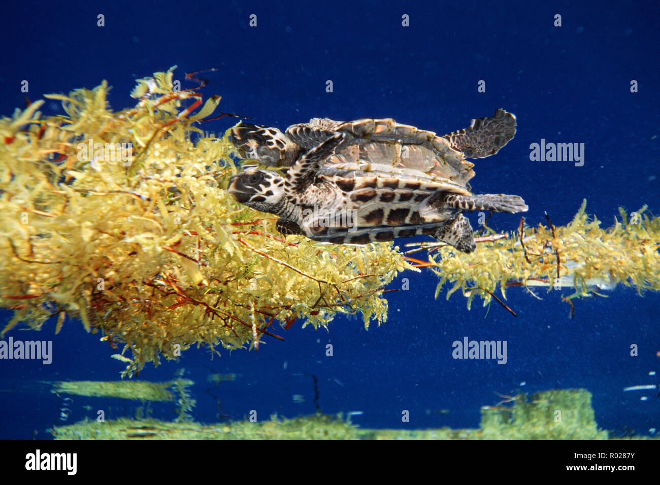 Hawksbill turtle, Eretmochelys imbricata, is endangered and juveniles seek refuge in the open ocean from predators in floating Sargassum weed, Florida Stock Photo