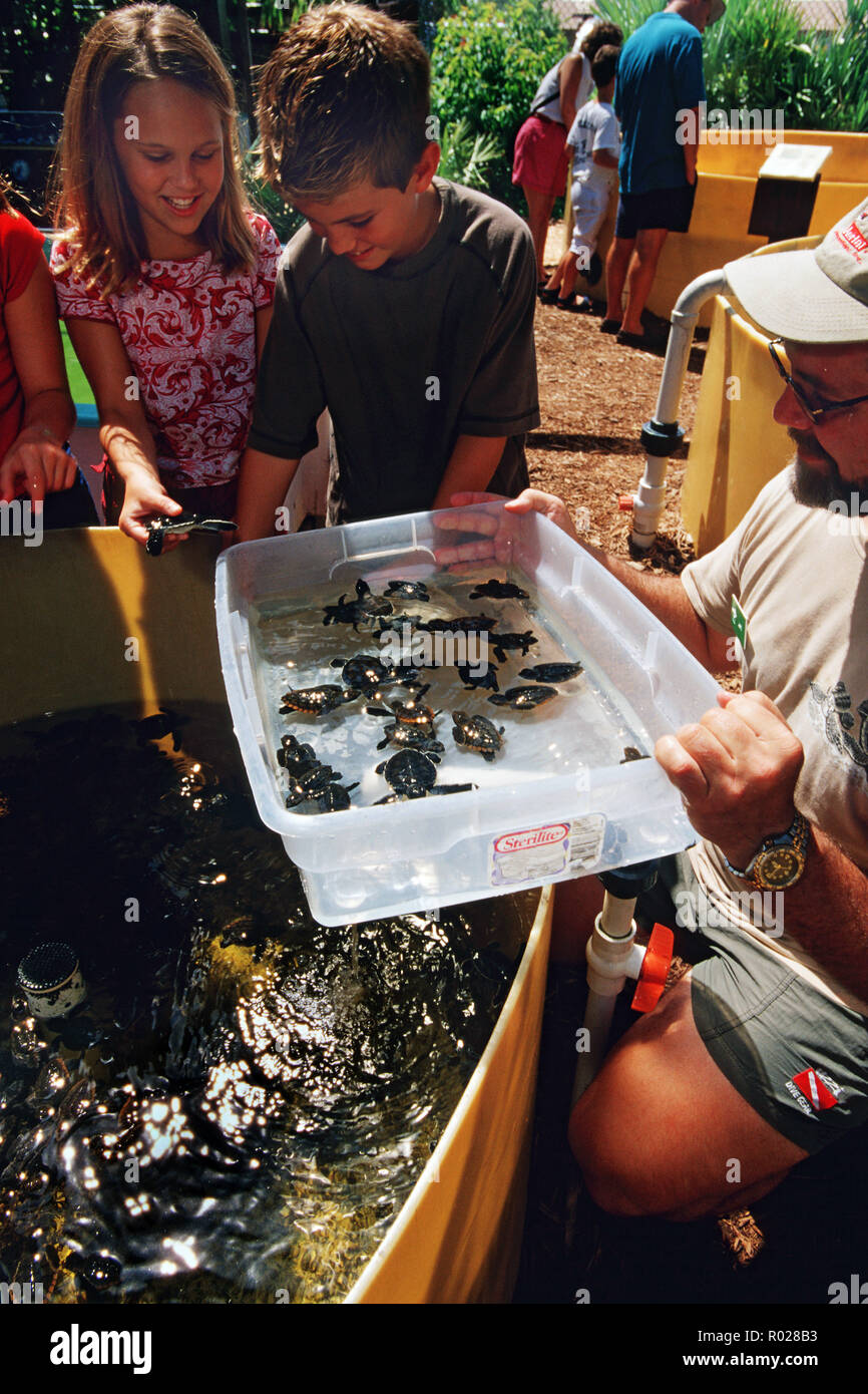 Sea turtle rehabilitation facilities help injured turtles safely return to the ocean . They also raise the public's awareness by giving tours and orga Stock Photo