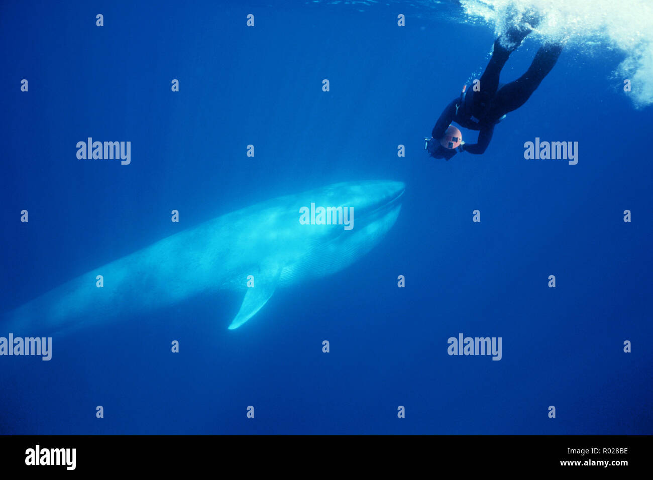 Blue whale, Balenoptera musculus, is the largest animal on the planet . It  can grow to 100 feet in length . Their heart is the size of a small car . T  Stock Photo - Alamy