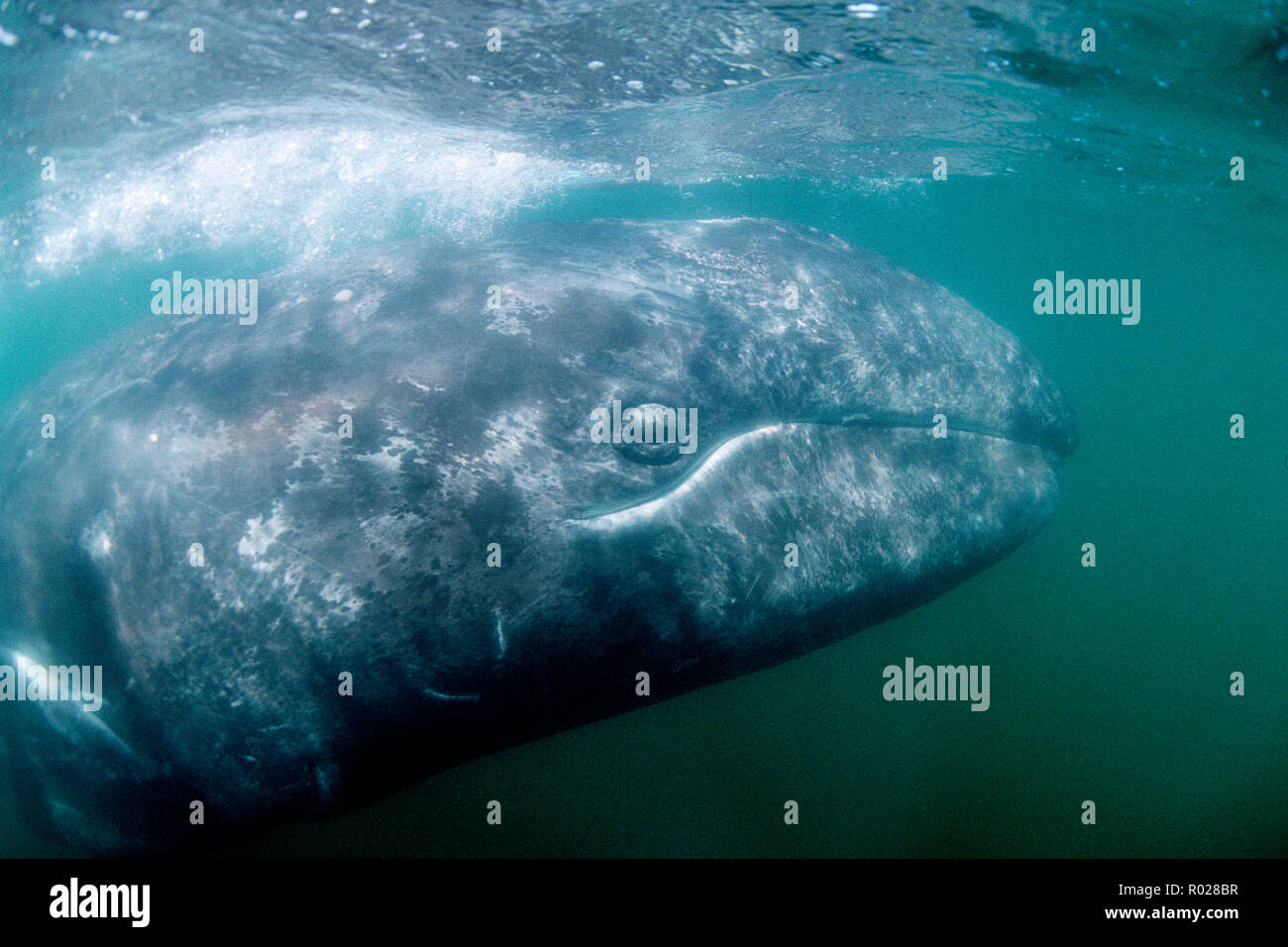 Gray whale, Eschrichtius robustus, is found in the Pacific ocean . They grow to be 50 feet long . They travel 10,000 miles each year, the longest know Stock Photo