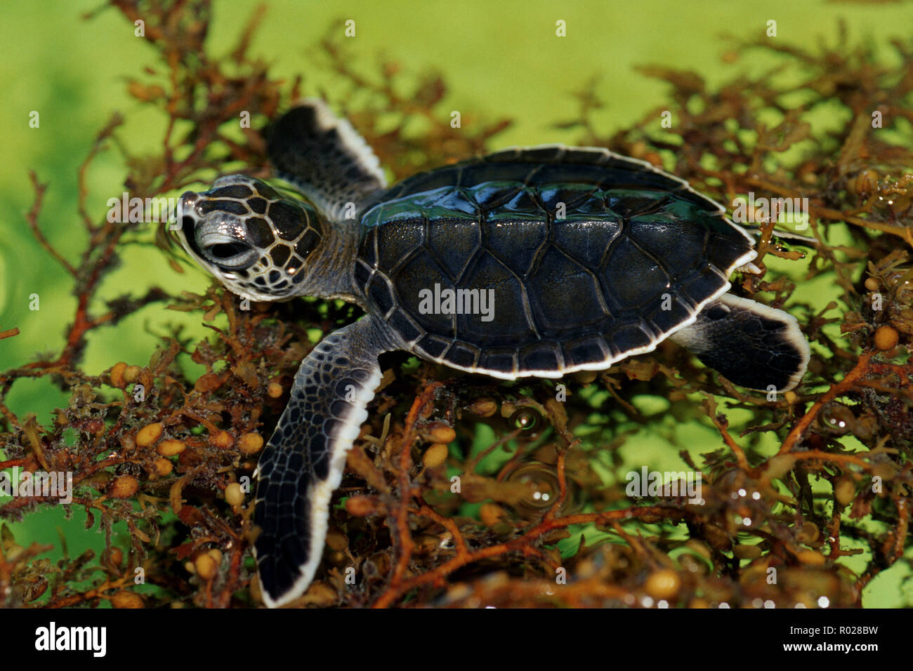 Sea turtle rehabilitation facilities help injured turtles safely return to the ocean . They also raise the public's awareness by giving tours and orga Stock Photo