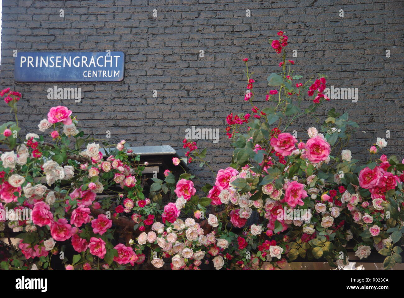 Amsterdam roses hires stock photography and images Alamy