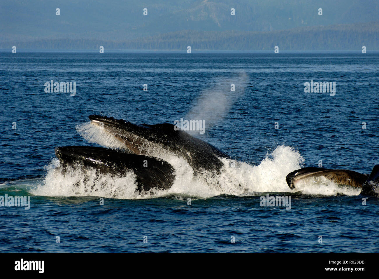Humpback whale, Megaptera novaeangliae, bubble-net feeding, Clarence Strait, Alaska, Pacific Ocean Stock Photo