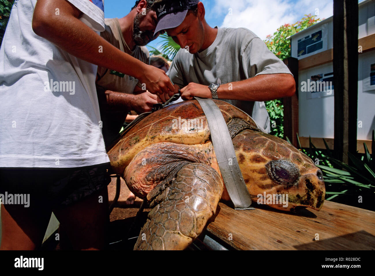 Sea turtle rehabilitation facilities help injured turtles safely return to the ocean . They also raise the public's awareness by giving tours and orga Stock Photo