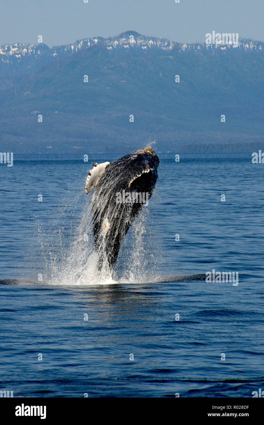 Humpback whale, Megaptera novaeangliae, Clarence Strait, Inside Passage, Alaska, Pacific Ocean Stock Photo